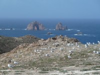 Berlenga