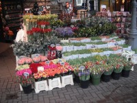 plovoucí květinový trh