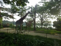 Singapore Zoo