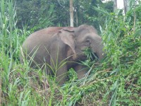 Kinabatangan - trpasličí slon