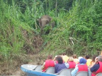 Kinabatangan - trpasličí slon