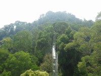 Ulu Temburong - Canopy Walkway