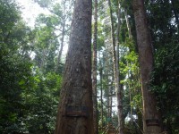 Ulu Temburong - Canopy Walkway