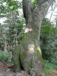 zajímavě tvarovaný strom :D