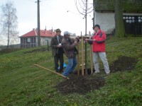 vysazenou lípu přátelství Mikroregionu Mohelnicko