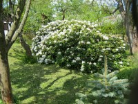 006 Krásný keř rhododendronu
