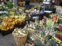 Amsterdam – Plovoucí květinový trh