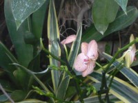 Orchideje v Palmovém skleníku