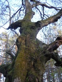 Strom (lípa) splněných přání