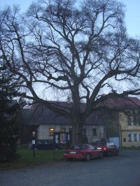 Pamätný strom v Mšene
