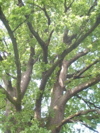 Koruna stromu