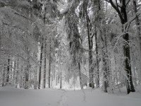 hřebenovkou na Libín, 13.2.2010