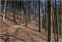 58-Převážně bukový les na stráni nad Horním Dřevíčem