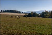 32-Pastviny na Taszowskich Górkach