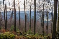 Na okraji Signálu dorůstá listnatý les. Zatím je přes stromy výhled na Lhotecký Šefel a Bor (Skalniak).