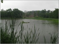 7-Hluboký rybník v dešti