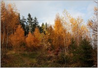 Podzimní les Řáholec na Přivýšině