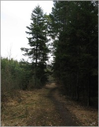 15-Modře značená cesta lesem