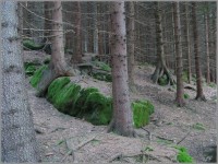 Údolí Klučanky - lesní úsek