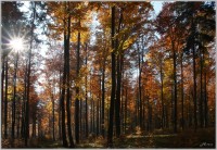 12-Podzimní les