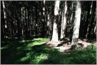 7-Hraniční stezka v lese