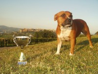 Naše fenka Finuška vyhrála na mezinárodní výstavě psů v Orvietu 1.místo a krásný pohár