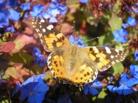 Kurtatsch se nachází v klimaticky teplé oblasti, takže o takovýto obrázek není nouze ani v říjnu