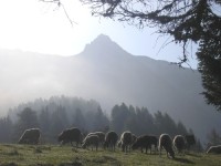Ovce pod Weisshornem