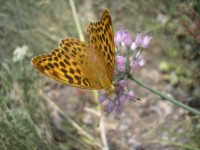Motýly se nedají rušit při své návštěvě květů