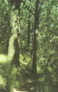 Chodník přes dubové lesy, kterých skladba se zde nemění už dvě století