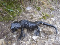 Salamandra černá
