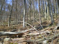 Bukový les ve svazích Jineckých hřebenů
