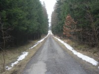 lesní silnička na Dobříšskou Babu