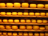 Hlavní produkt - sýrové farmy