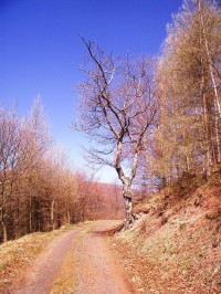cesta k Jedlové hoře od Vysoké Pece