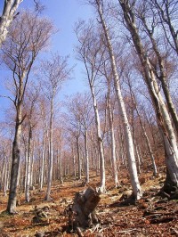 bučiny pod Jedlákem