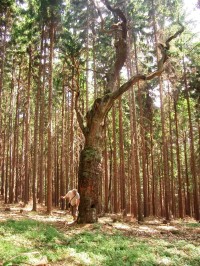 kelťák - obřadní strom