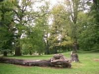 arboretum ve Valeči