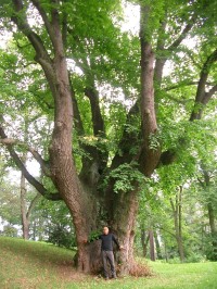 arboretum Chyše