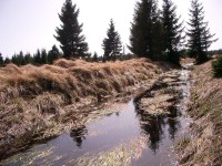 hledání pramene Chomutovky - přechod skrz Novoveské rašeliniště