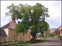 kostel Úhošťany a památný strom