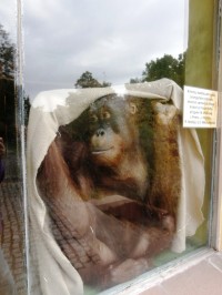 Orangutan se halí do pytloviny..