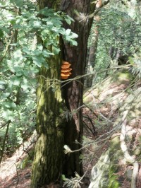 Na stromě jedlý choroš - sírovec oranžovožlutý