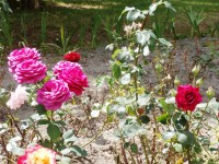 Detail z růžové zahrady