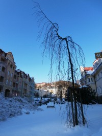 Chudák stromek čelí zimě...