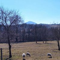 Pasoucí se ovečky - v pozadí vykukuje hora Milešovka