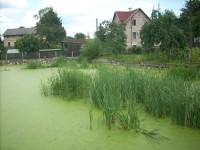 Žabincový rybník v Arnolticích