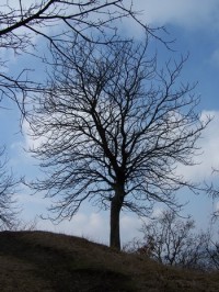 Okouzlila mě koruna stromu proti obloze...