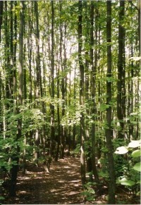 Cestou z Děvína - prosluněný lesík...