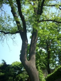 Vzrostlý strom v knížecí zahradě
